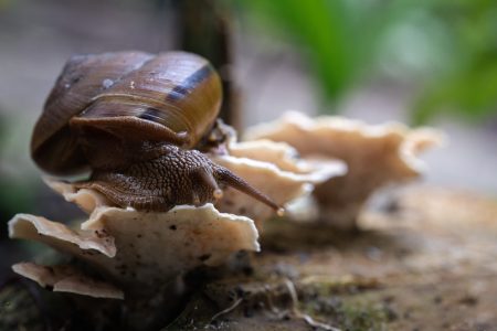 Thomson Nature Park