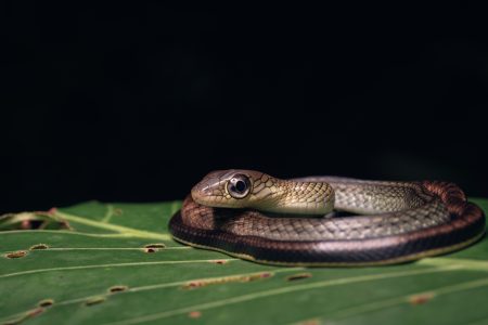 Mandai