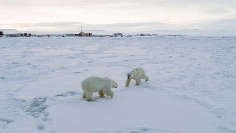 Polar bears are closer to super sunny Singapore than we think