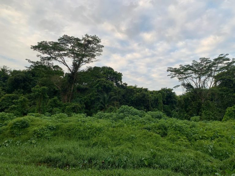 Changing Canopies: Transformation of Singapore’s Forests