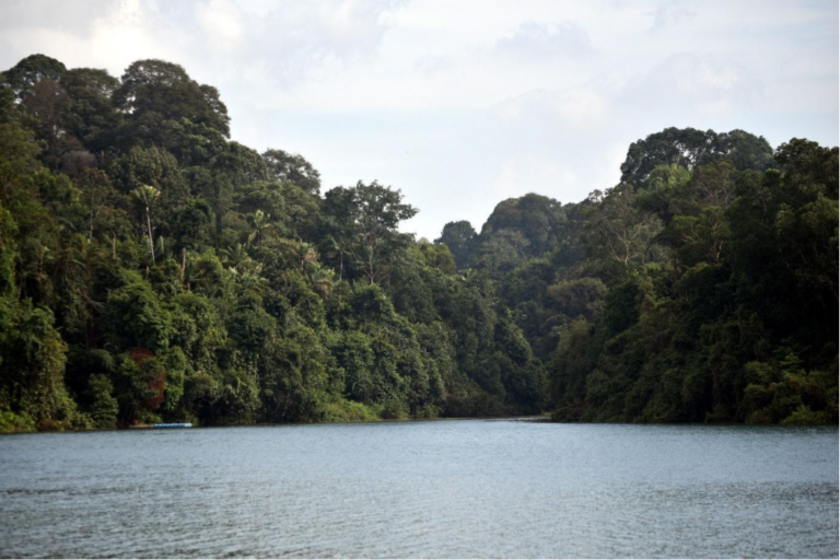 Lowland Dipterocarp Forest