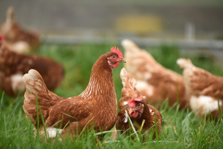 So what if chicken prices rise? – A compreHENsive analysis Pt.1