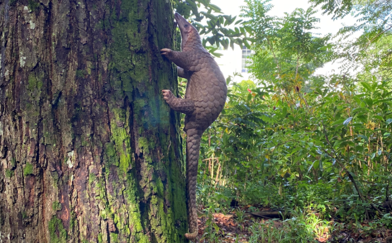 Have You Seen A Pangolin in Singapore?